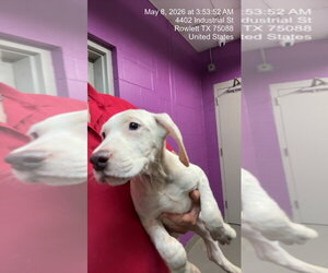 Argentinian Mastiff-Border Collie Mix Dogs for adoption in Rowlett, TX, USA