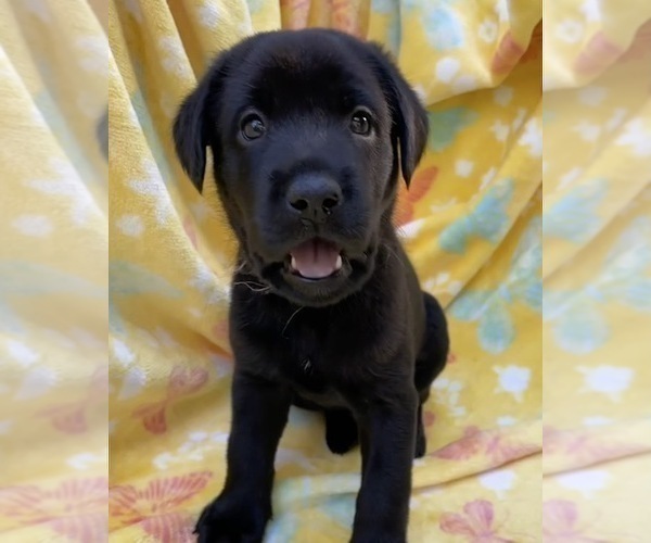 Medium Photo #16 Labrador Retriever Puppy For Sale in HOLLY SPRINGS, NC, USA