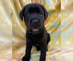 Small Photo #16 Labrador Retriever Puppy For Sale in HOLLY SPRINGS, NC, USA