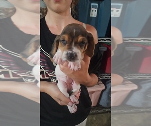 Medium Basset Hound