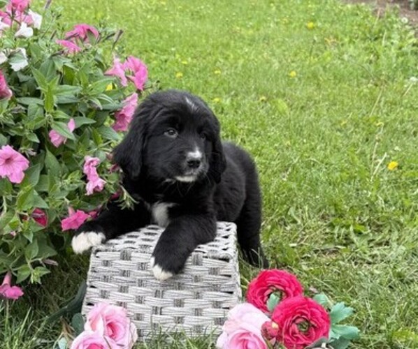 Medium Photo #3 Bernese Mountain Dog Puppy For Sale in THORP, WI, USA