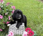 Small #2 Bernese Mountain Dog