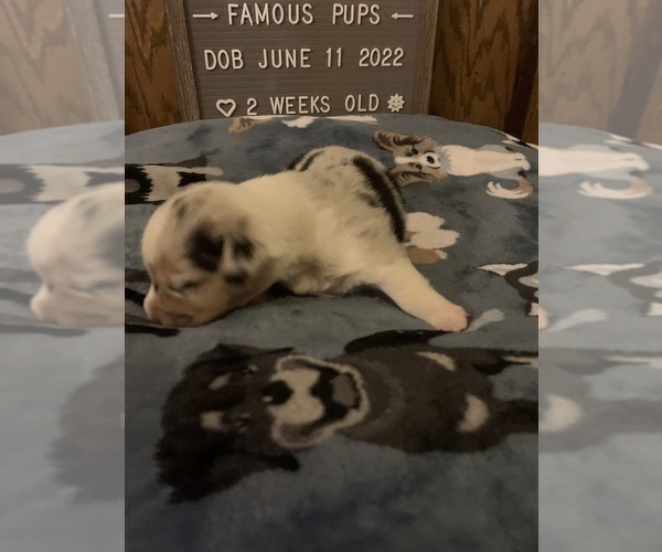 Medium Photo #8 Welsh Cardigan Corgi Puppy For Sale in SUN PRAIRIE, WI, USA