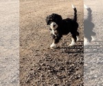 Small Photo #5 Miniature Bernedoodle Puppy For Sale in LONGMONT, CO, USA