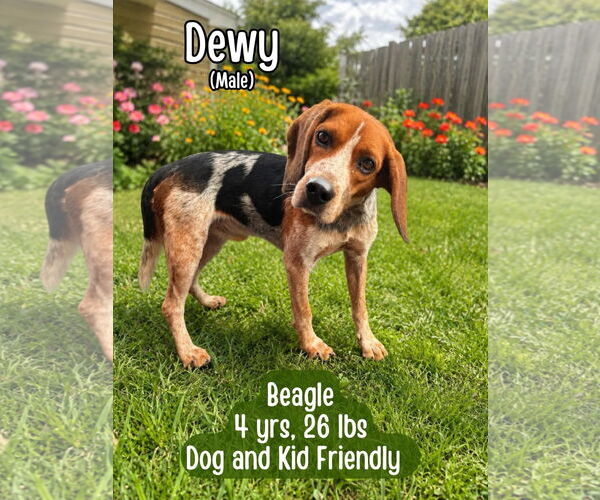 Medium Photo #1 Beagle-Unknown Mix Puppy For Sale in Westwood, NJ, USA