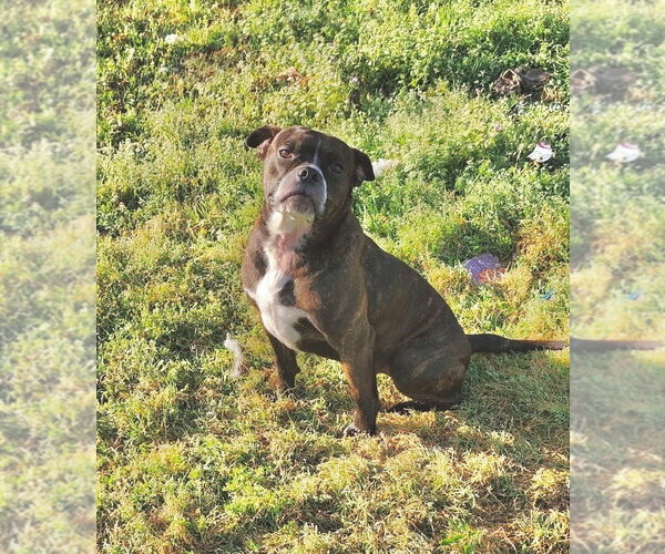 Medium Photo #3 Mutt Puppy For Sale in Boston, MA, USA