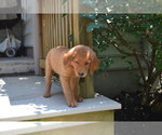 Puppy Gina Golden Retriever