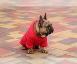 Small #9 French Bulldog