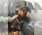 Small Doberman Pinscher