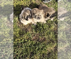 Pekingese Puppy for sale in ANTIOCH, TN, USA