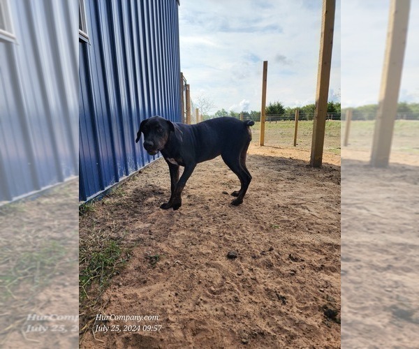 Medium Photo #5 Catahoula Leopard Dog Puppy For Sale in CUMBY, TX, USA