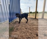 Small #4 Catahoula Leopard Dog