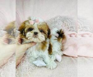 Shih Tzu Puppy for sale in THONOTOSASSA, FL, USA