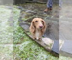 Small #1 Dachshund