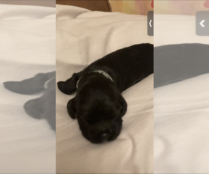 Cocker Spaniel Puppy for sale in BHAVEN, MS, USA
