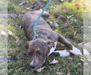 Marshall - Male Labrador Retriever Dog for Adoption - Photo #4