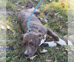 Small Photo #4 Labrador Retriever Puppy For Sale in Yardley, PA, USA