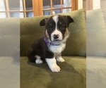 Puppy Hattie Pembroke Welsh Corgi