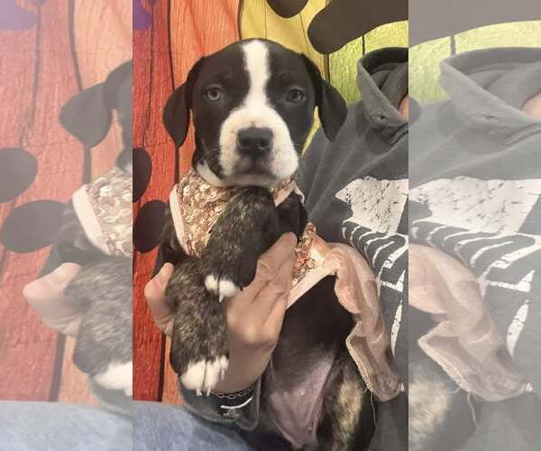 Medium Photo #1 Mutt Puppy For Sale in Clarkston, MI, USA