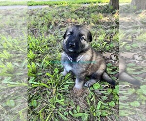 German Shepherd Dog Puppy for Sale in PIEDMONT, Missouri USA