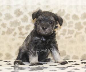 Schnauzer (Miniature) Puppy for sale in DENVER, PA, USA