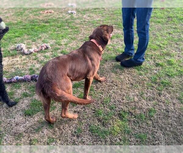 Medium Photo #3 Labrador Retriever-Unknown Mix Puppy For Sale in Clovis, CA, USA