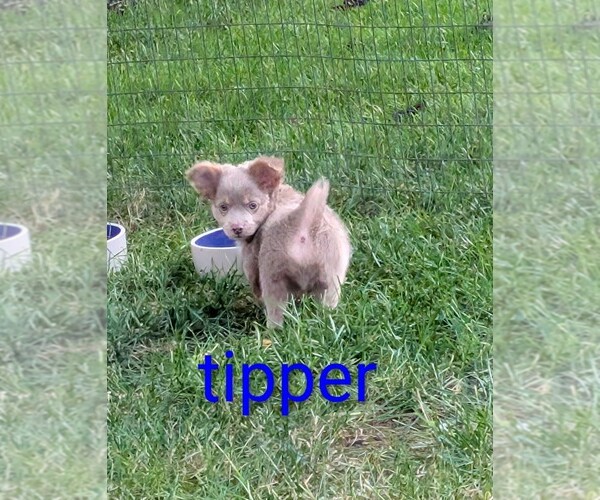 Medium Photo #5 Chihuahua Puppy For Sale in LEBANON, PA, USA