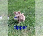 Small #4 Chihuahua