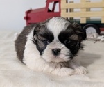 Small Photo #38 Shih Tzu Puppy For Sale in GOSHEN, IN, USA