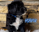 Small Photo #4 Portuguese Water Dog Puppy For Sale in WOODSTOCK, GA, USA