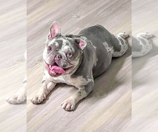 Medium Photo #10 French Bulldog-Unknown Mix Puppy For Sale in Corona, CA, USA