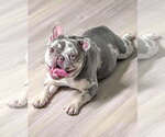 Small #9 French Bulldog Mix