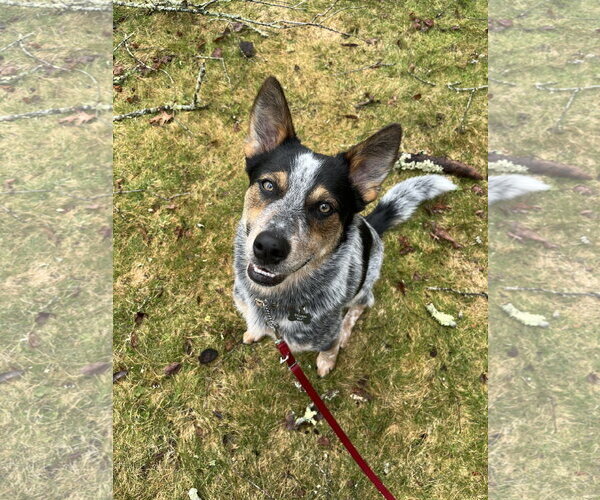 Medium Photo #4 Mutt Puppy For Sale in Garden City, NY, USA
