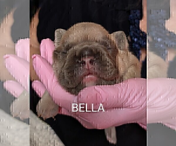 Medium Photo #23 French Bulldog Puppy For Sale in MCKINLEYVILLE, CA, USA