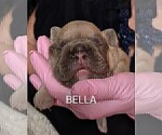Small Photo #23 French Bulldog Puppy For Sale in MCKINLEYVILLE, CA, USA