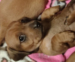 Image preview for Ad Listing. Nickname: Pepper