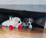 Small Photo #2 Great Pyrenees-Unknown Mix Puppy For Sale in pomfret, CT, USA