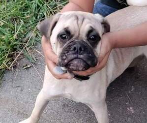 Puggle Dogs for adoption in AMERICAN CANYON, CA, USA