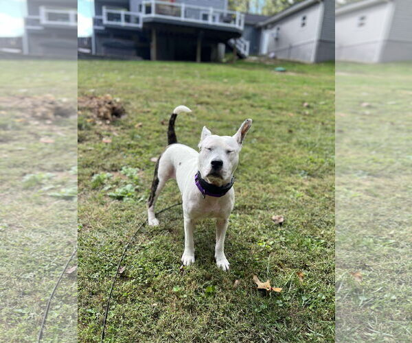 Medium Photo #16 American Pit Bull Terrier-Unknown Mix Puppy For Sale in Derwood, MD, USA