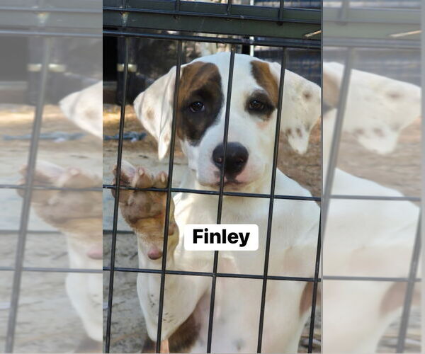 Medium Photo #3 American Bulldog Puppy For Sale in FRAMINGHAM, MA, USA