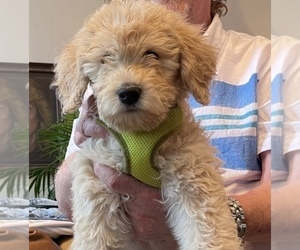 Labradoodle Puppy for sale in MARBLE FALLS, TX, USA