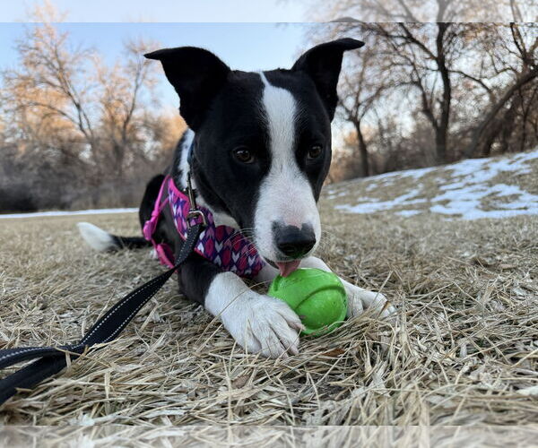 Medium Photo #4 Borador Puppy For Sale in Salt Lake City, UT, USA