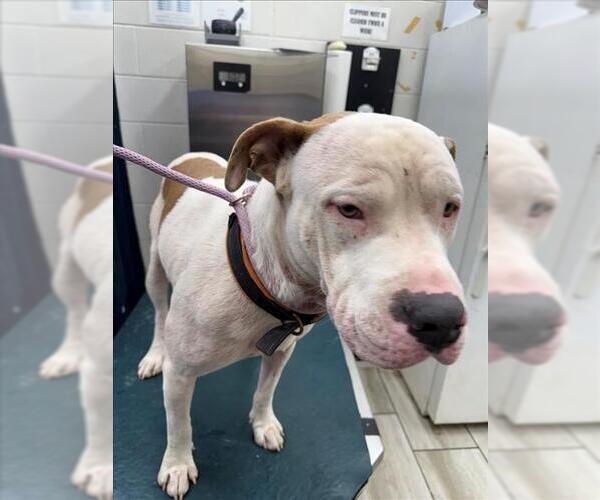 Medium Photo #1 Bulldog Puppy For Sale in Mobile, AL, USA