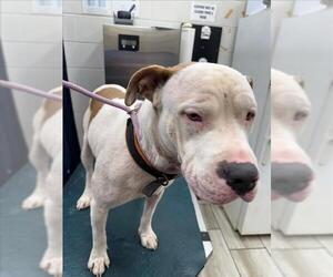 Bulldog Dogs for adoption in Mobile, AL, USA