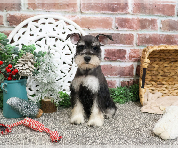 Medium Photo #5 Schnauzer (Miniature) Puppy For Sale in SYRACUSE, IN, USA