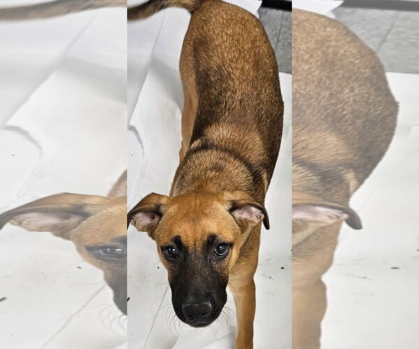 Medium Photo #1 Mutt Puppy For Sale in Royal Palm Beach, FL, USA