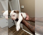Small Photo #11 Alapaha Blue Blood Bulldog Puppy For Sale in HAMILTON, NJ, USA