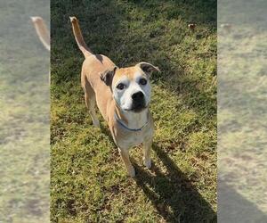 Mutt Dogs for adoption in Riverside, CA, USA