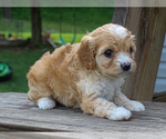 Small #2 Cavalier King Charles Spaniel-Poodle (Toy) Mix