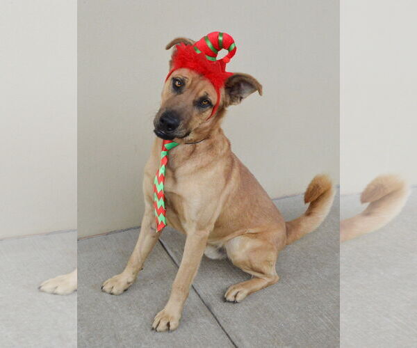 Medium Photo #1 Mutt Puppy For Sale in McKinney, TX, USA